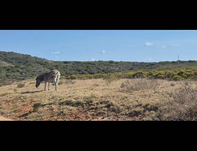 LAND FOR SALE IN OUTENIQUASBOSCH